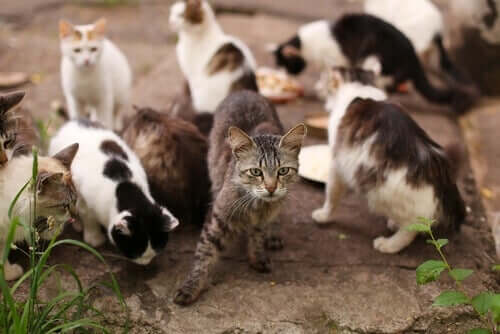 Gatti randagi che mangiano in un rifugio per gatti.