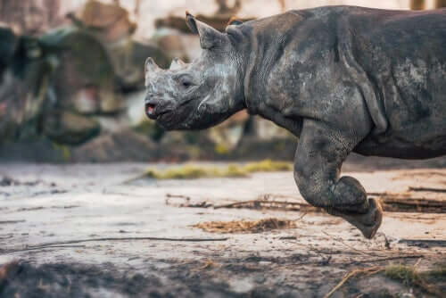 Esemplare di rinoceronte corridore.