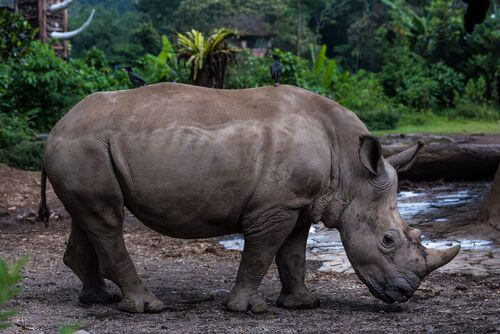 Rinoceronte di Giava mangiando.