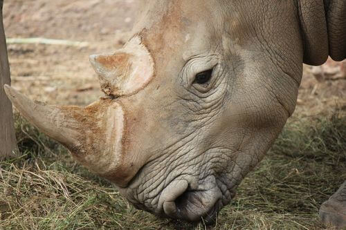 Rinoceronte di Giava, dettaglio della sua testa.