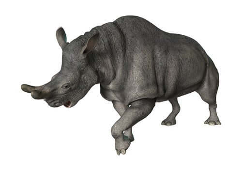 Il corno del rinoceronte tuono era arrotondato.