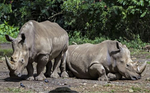 Rinoceronte di Giava: un rarissimo gigante erbivoro