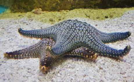 Riproduzione sessuata nelle stelle marine in fondo al mare.