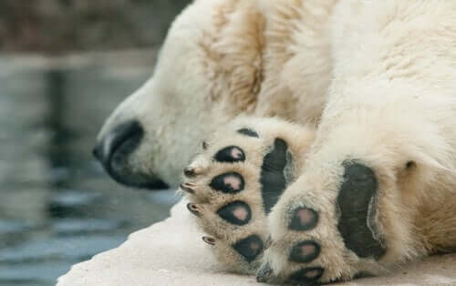 Zampe orso polare.