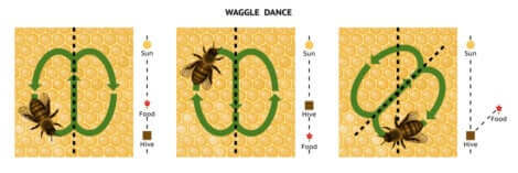 Schema della danza delle api.