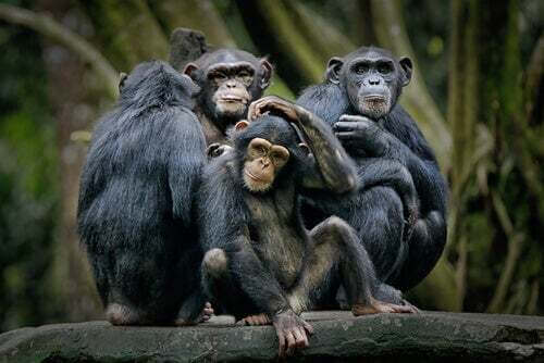 Struttura sociale negli scimpanzé. Gerarchia animali.