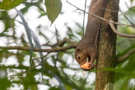 Esemplare di scoiattolo orientale scende giù da un albero.