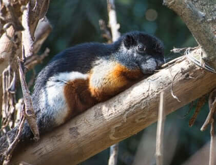 Esemplare di scoiattolo di Prevost che si arrampica su un albero.