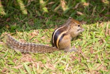 Scoiattolo mangia una ghianda su un prato.