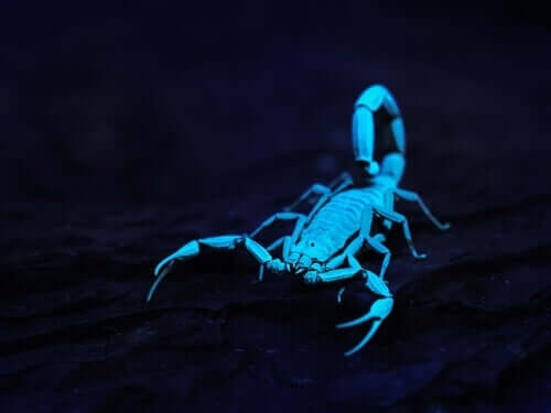 Scorpione blu al buio.