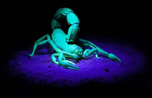 Gli scorpioni brillano al buio: cosa dice la scienza