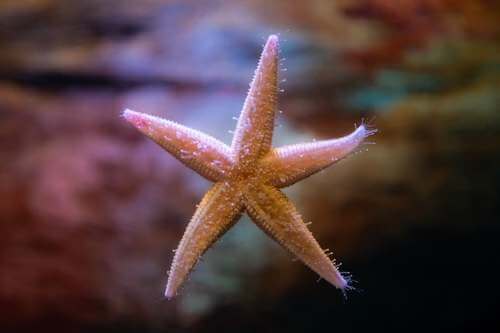Una stella marina attaccata al vetro.