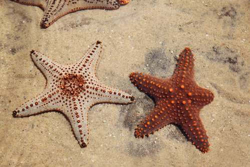 La rigenerazione della stella marina: il segreto della vita?