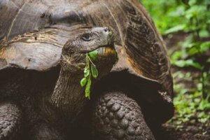 La tartaruga gigante delle isole Galapagos