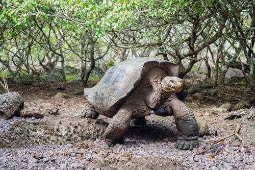 Tartaruga gigante delle Galapagos.