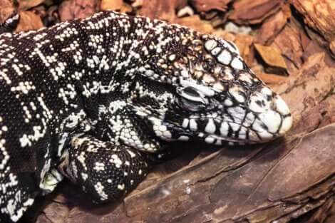 Tegu addormentato.