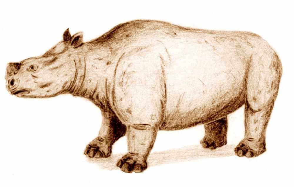 Raffigurazione del teleocerato.