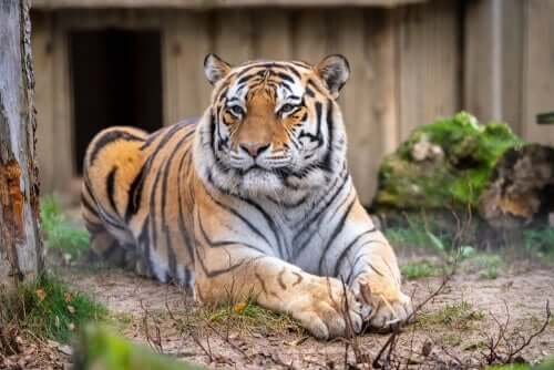 Tigre all'interno di un recinto in uno zoo.