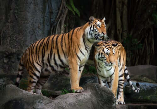 Due tigri in uno zoo.