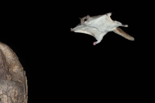 Pipistrello, tipo di mammifero volante.