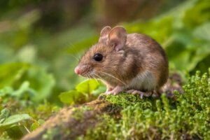 I topi canterini potrebbero aiutarci a comprendere l'autismo