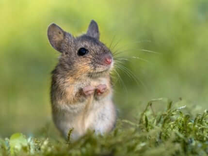 I topi canterini vivono nei boschi dell'America centrale.