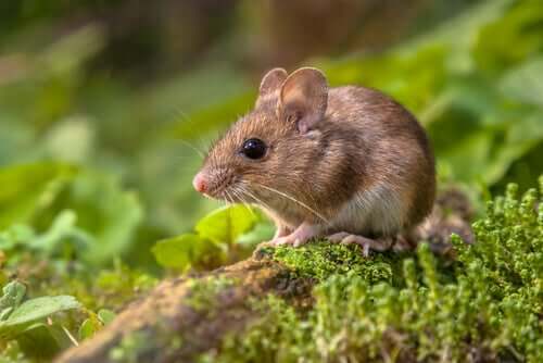 I topi canterini potrebbero aiutarci a comprendere l’autismo
