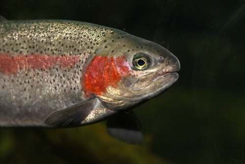 La trota iridea, un pesce arcobaleno