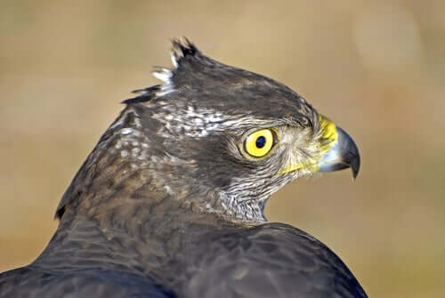 Uccello rapace in osservazione.