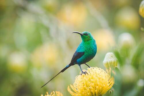 Uccello azzurro su un fiore.