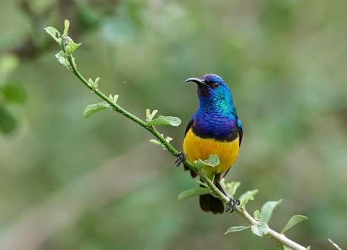 Uccello dal piumaggio colorato.
