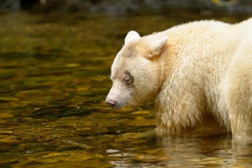 Ursus americanus kermodei mentre caccia il salmone.
