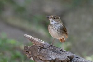 Usignolo di Swinhoe: quali sono le sue caratteristiche?