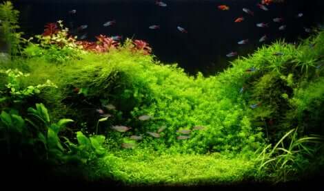 Acquario con piante.