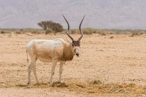 Addax nel suo habitat.