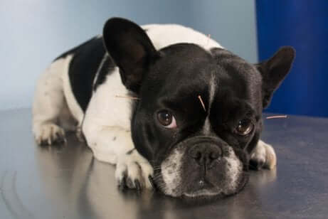 Medicina alternativa: agopuntura per cani.