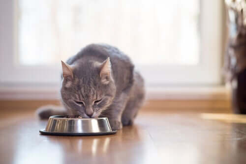 Gatto grigio che mangia dalla ciotola.