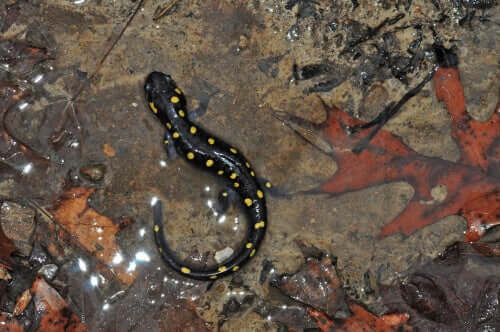 Ambystoma maculatum.