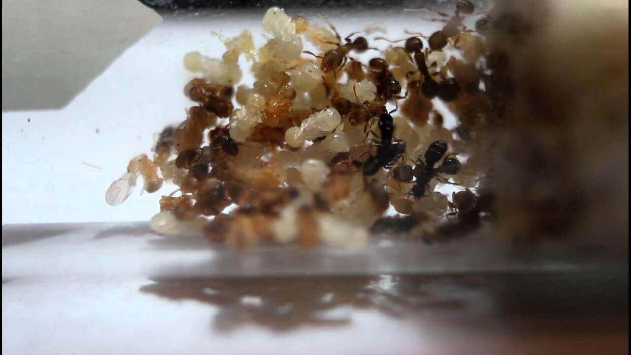 Una colonia di anergates atratulus.