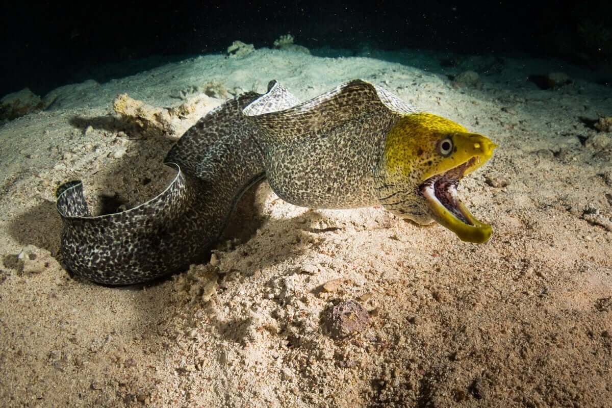 Una murena nel fondale marino.