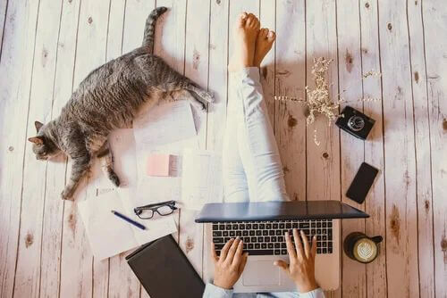 Animali negli uffici.