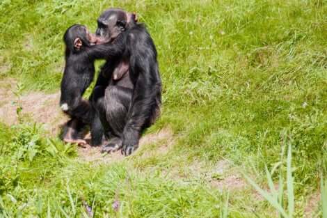 Il bacio nel regno animale: bacio tra bonobo.