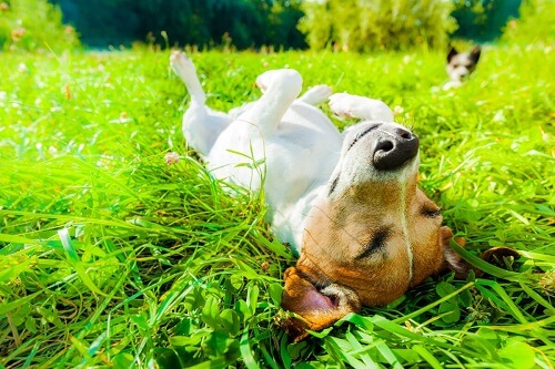 Quali sono i benefici del sole sui cani?