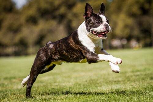 Boston terrier che salta.