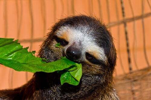 Bradipo che mangia una foglia.