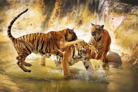 Esemplari di tigre del Bengala giocano.