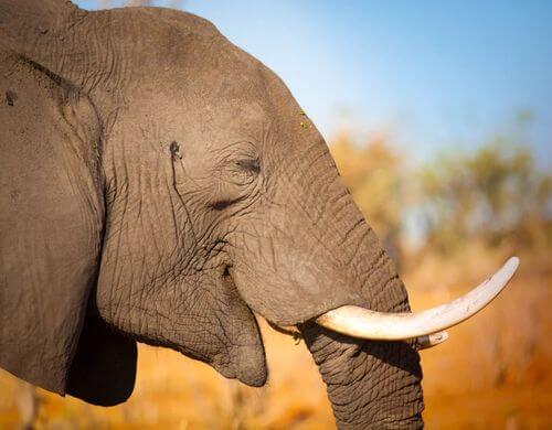 Nick Murray e la protezione degli elefanti dal bracconaggio