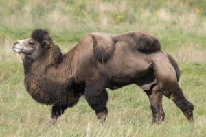 Cammello della Battriana: un animale dalla resistenza straordinaria