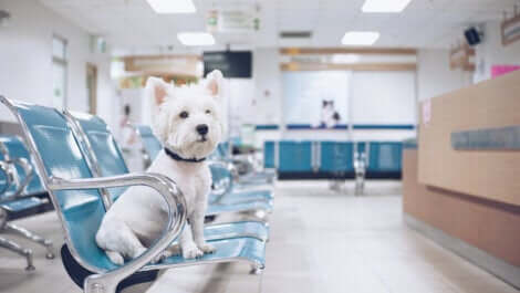 Cane in sala di attesa al pronto soccorso.