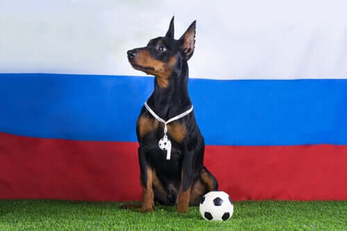 Cane allenatore di calcio.